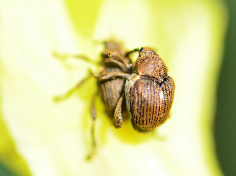 Mononychus punctumalbum